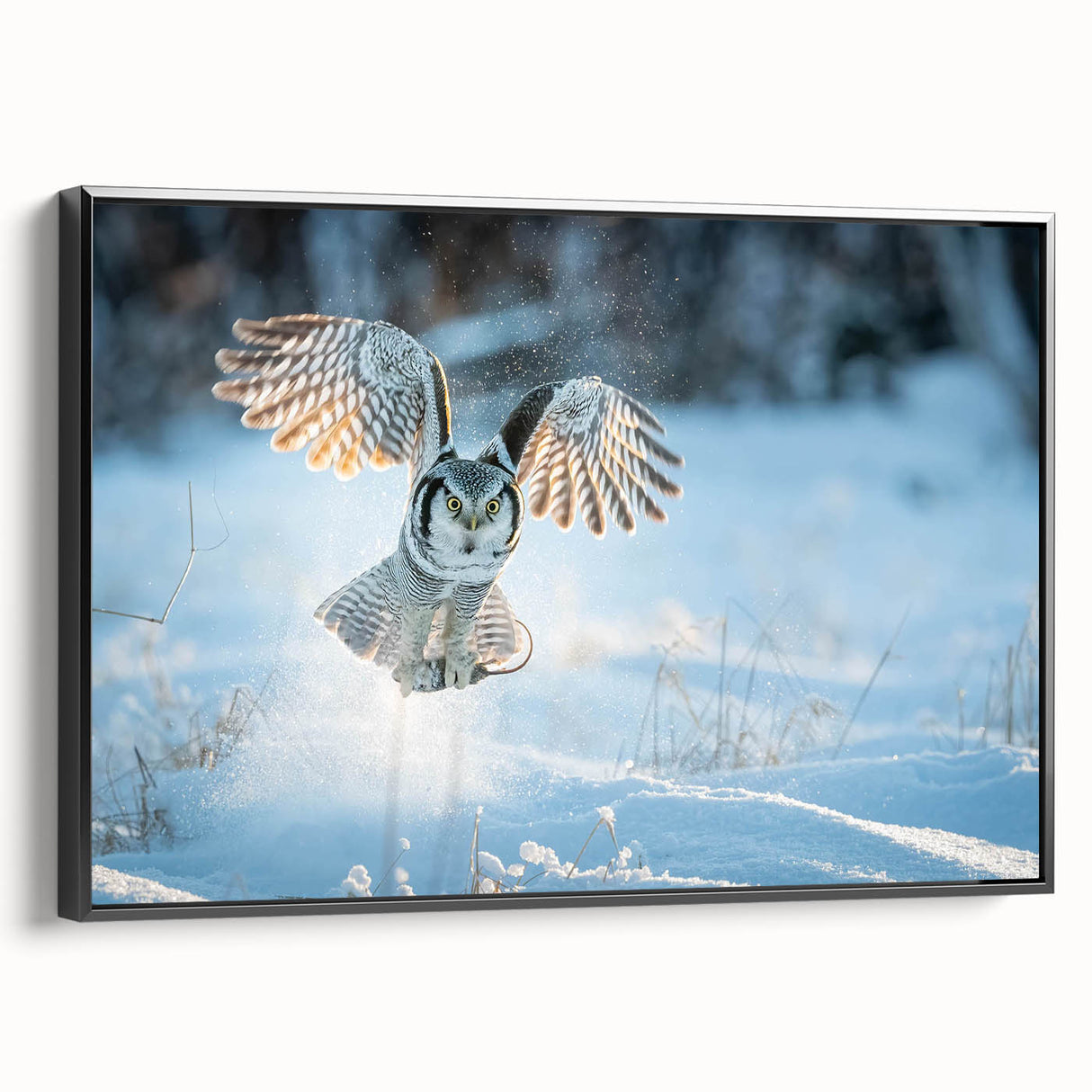 Framed canvas wall art showcasing a striking bird of prey design, featuring rich colors and intricate details on a black background, from the Birds of Pray collection.