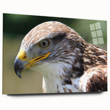 Acrylic glass wall art display showcasing a vibrant "Birds of Prey" design, elegantly presented from a side view, highlighting its sleek edges and colorful imagery. Perfect for nature-inspired decor.
