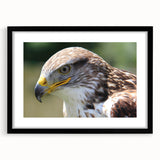 Framed wall art featuring a black mat and a striking design of various birds, showcasing vibrant colors and intricate details, ideal for enhancing home decor.