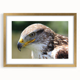 Framed wall art design featuring a collection of birds in a gold frame with a mat, showcasing intricate details and vibrant colors, perfect for home decor.