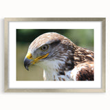 Framed wall art featuring a stunning collection of bird illustrations, displayed in a silver frame with a mat, showcasing vibrant colors and intricate details, perfect for enhancing home decor.