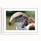 Framed wall art featuring a vibrant design of various birds in flight, set in a sleek white frame with a mat, perfect for enhancing modern decor.