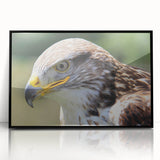 Framed acrylic wall art featuring a striking "Birds of Prey" design, showcasing intricate bird illustrations in vibrant colors against a sleek black frame.