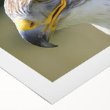 Colorful rolled canvas artwork featuring a vibrant bird design, showcasing intricate details and textures, ideal for home decor or art enthusiasts.