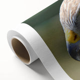 Colorful rolled canvas showcasing a vibrant birds of prey design in a striking wall art collection, emphasizing intricate details and textures, perfect for home decor.