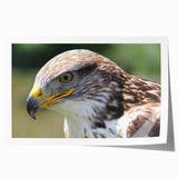 Vibrant rolled print showcasing a collection of bird illustrations, featuring intricate designs and bright colors, perfect for enhancing any wall decor.