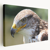 Stretched canvas wall art featuring vibrant birds of prey design, showcasing rich colors and intricate details, perfect for enhancing any living space decor.