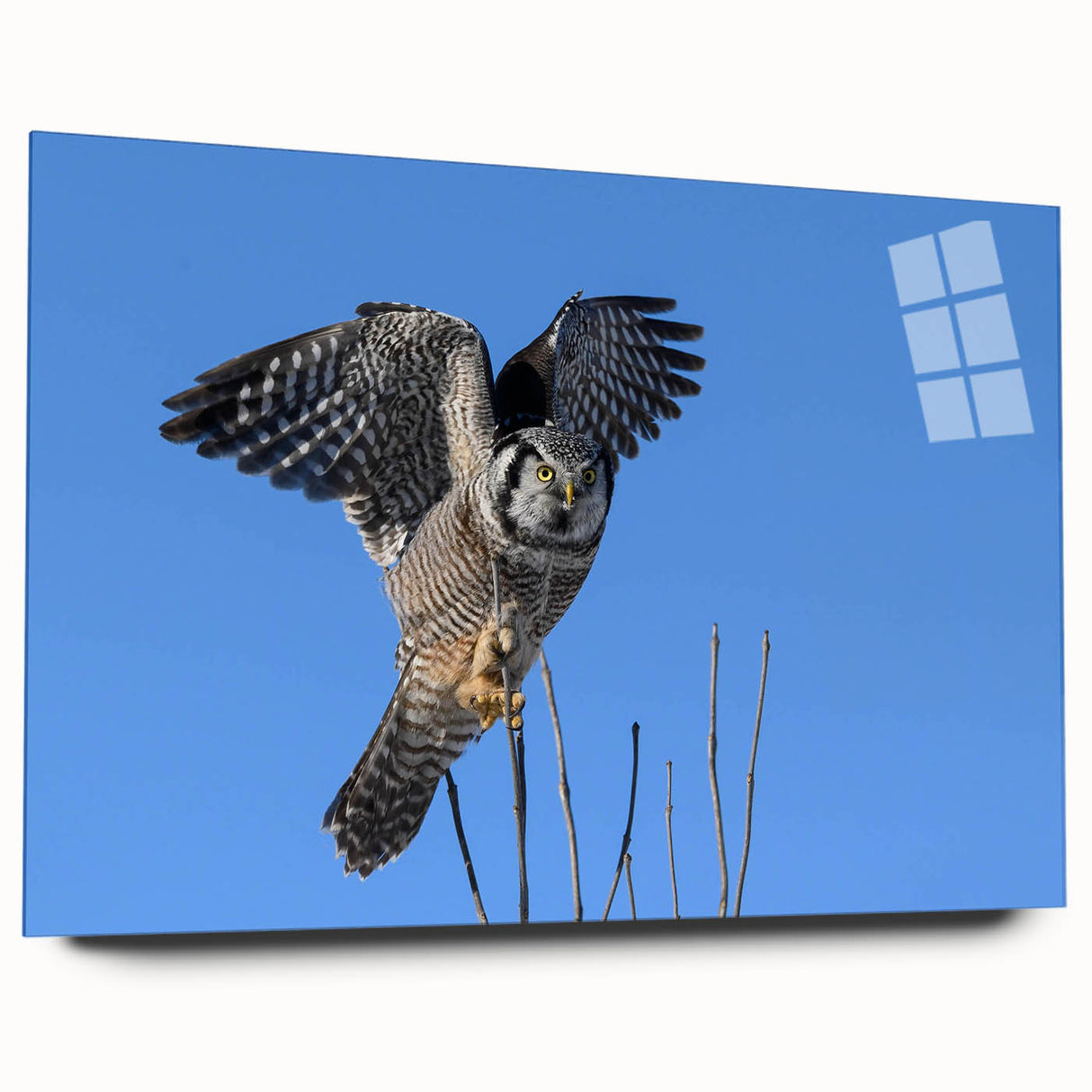 Side view of a sleek acrylic glass wall art piece showcasing a vibrant birds of prey design, perfect for modern home decor, highlighting intricate details and colors.