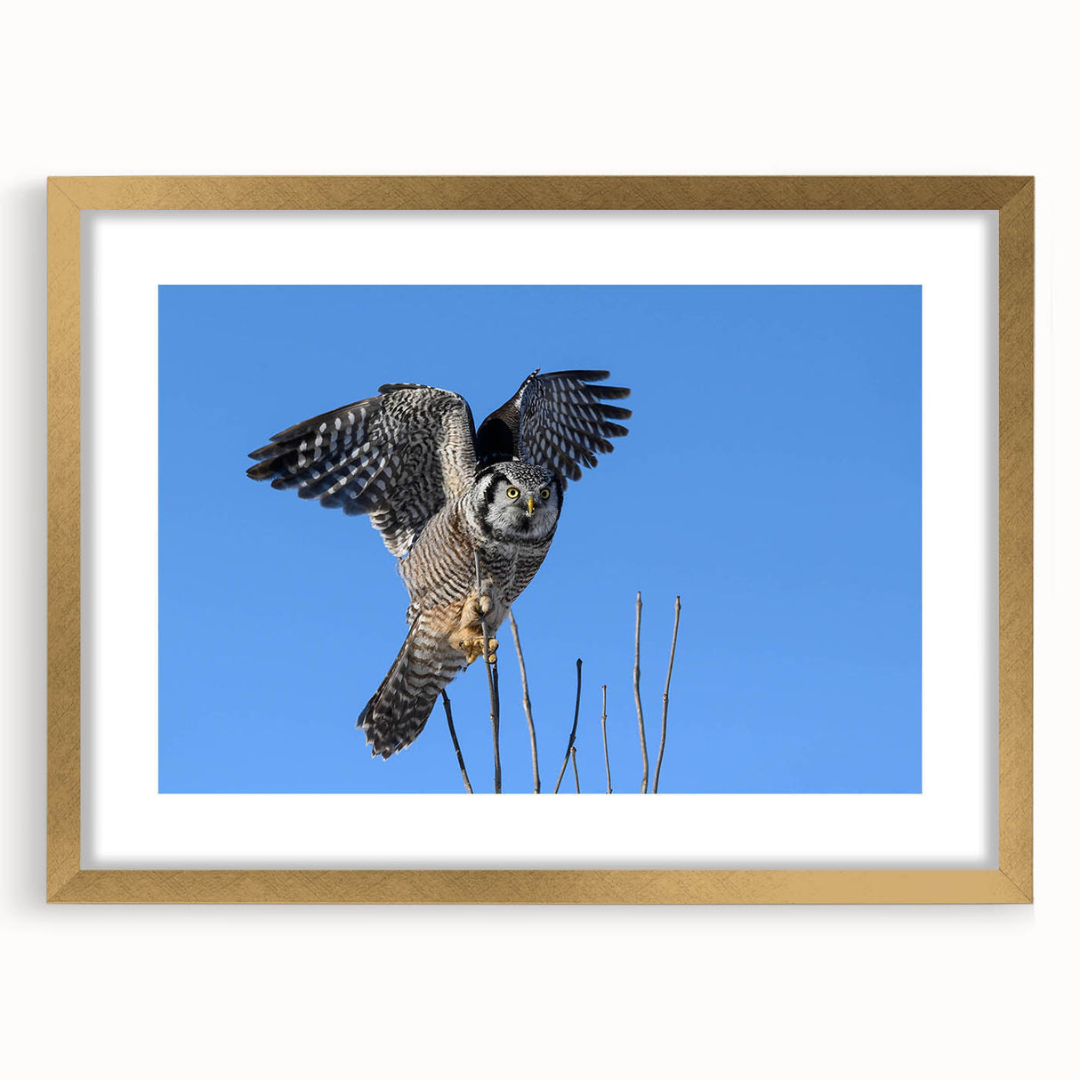 Framed wall art collection showcasing a detailed bird design in gold and black, accentuated with a mat for added elegance, perfect for home decor or office spaces.
