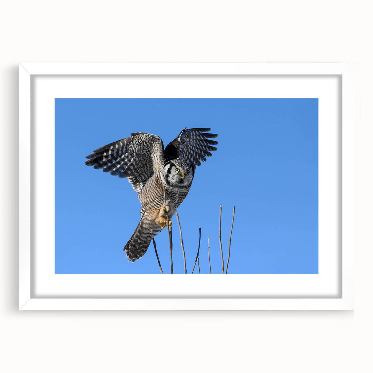 Framed wall art print showcasing a vibrant bird design from the "Birds of Pray" collection, featuring a white mat and sleek frame, perfect for modern home decor.