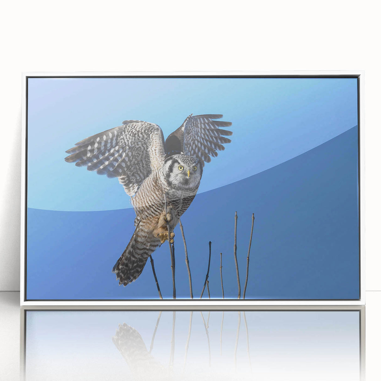 Framed acrylic wall art featuring a colorful birds of prey design, showcasing intricate details and vibrant colors, perfect for enhancing any modern decor.