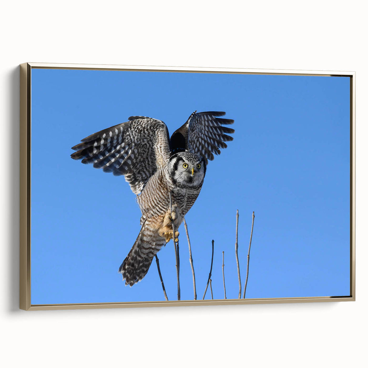 Framed wall art featuring a stunning birds of prey design, showcasing intricate details and vibrant colors on a textured canvas, elegantly displayed in a gold frame.