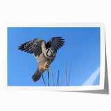 Rolled wall art print showcasing a detailed illustration of various birds, featuring vibrant colors and intricate designs, perfect for home decor enthusiasts.