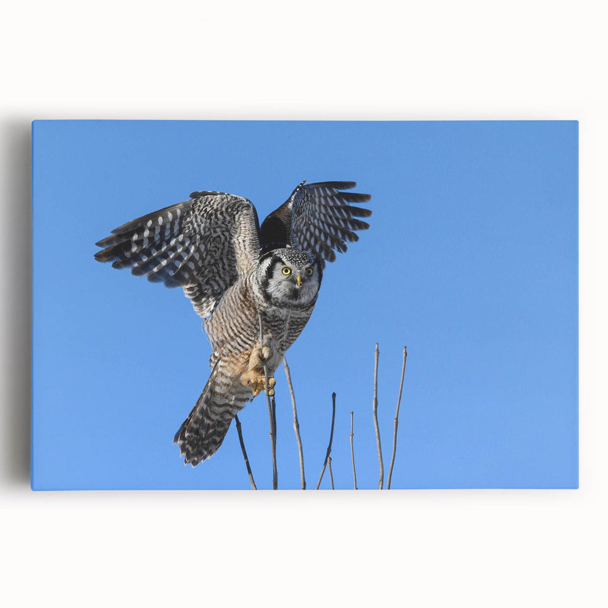 Colorful stretched canvas artwork featuring a vibrant collection of birds, showcasing intricate designs and patterns, ideal for modern home decor.