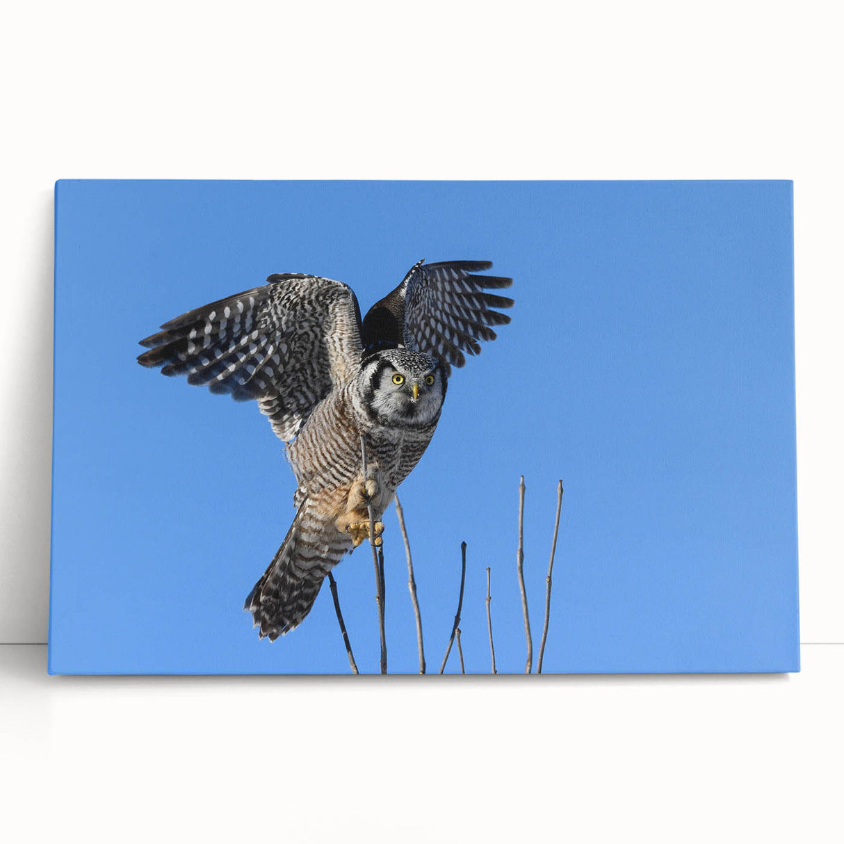 Stretched canvas wall art featuring a vibrant bird design, showcasing intricate details and rich colors, perfect for enhancing modern home decor.