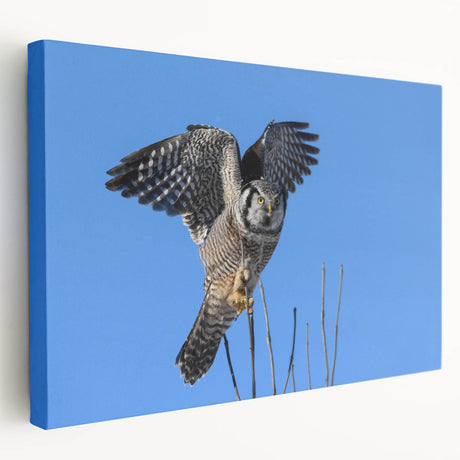 Stretched canvas artwork showcasing a vibrant bird design in a colorful palette, ideal for modern home decor, highlighting intricate details and textures.