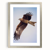 Framed wall art collection featuring a sleek silver frame and mat, showcasing an intricate birds of prey design, perfect for enhancing modern decor.