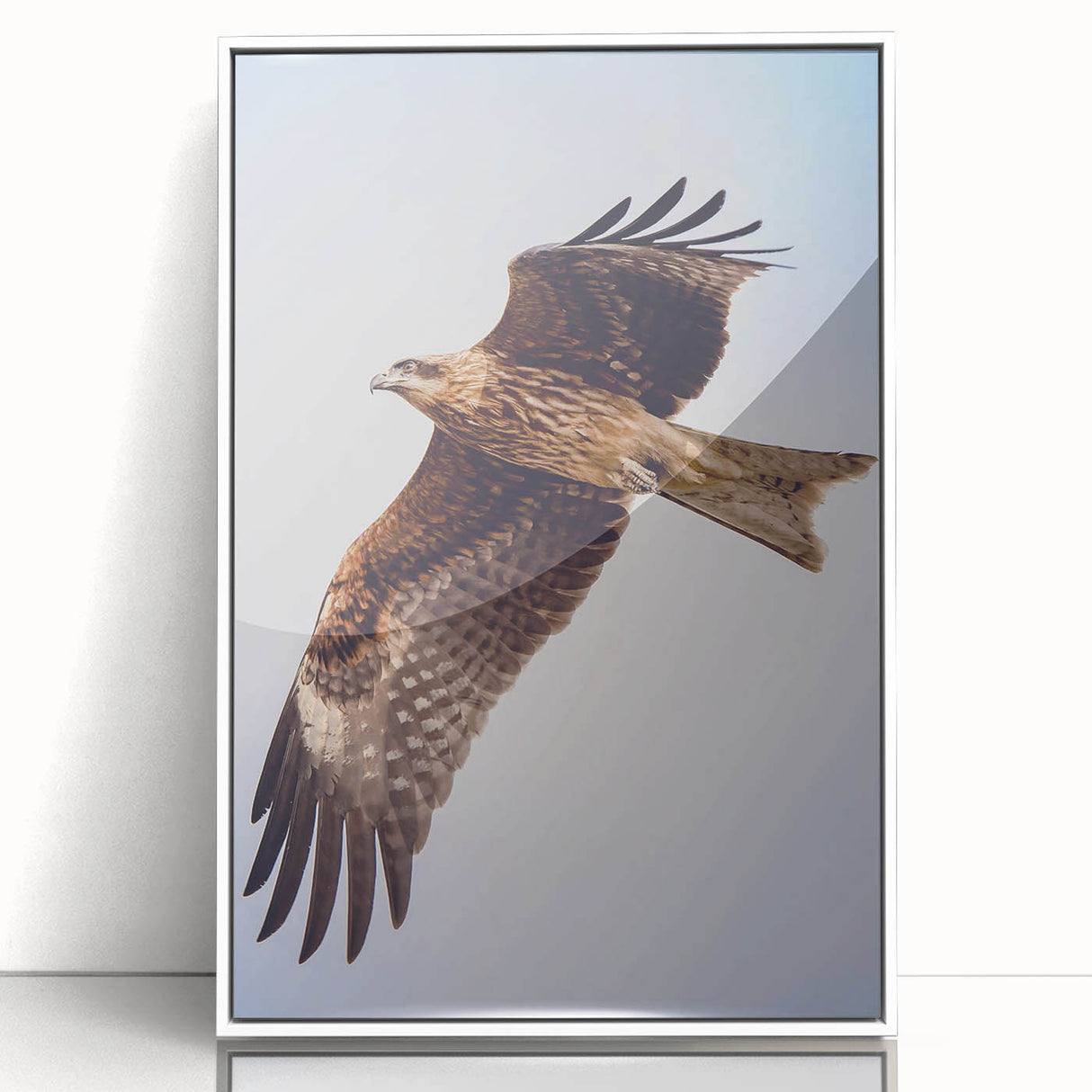 Framed acrylic wall art featuring a vibrant birds of prey design, showcasing detailed illustrations with a white frame, perfect for enhancing home decor.