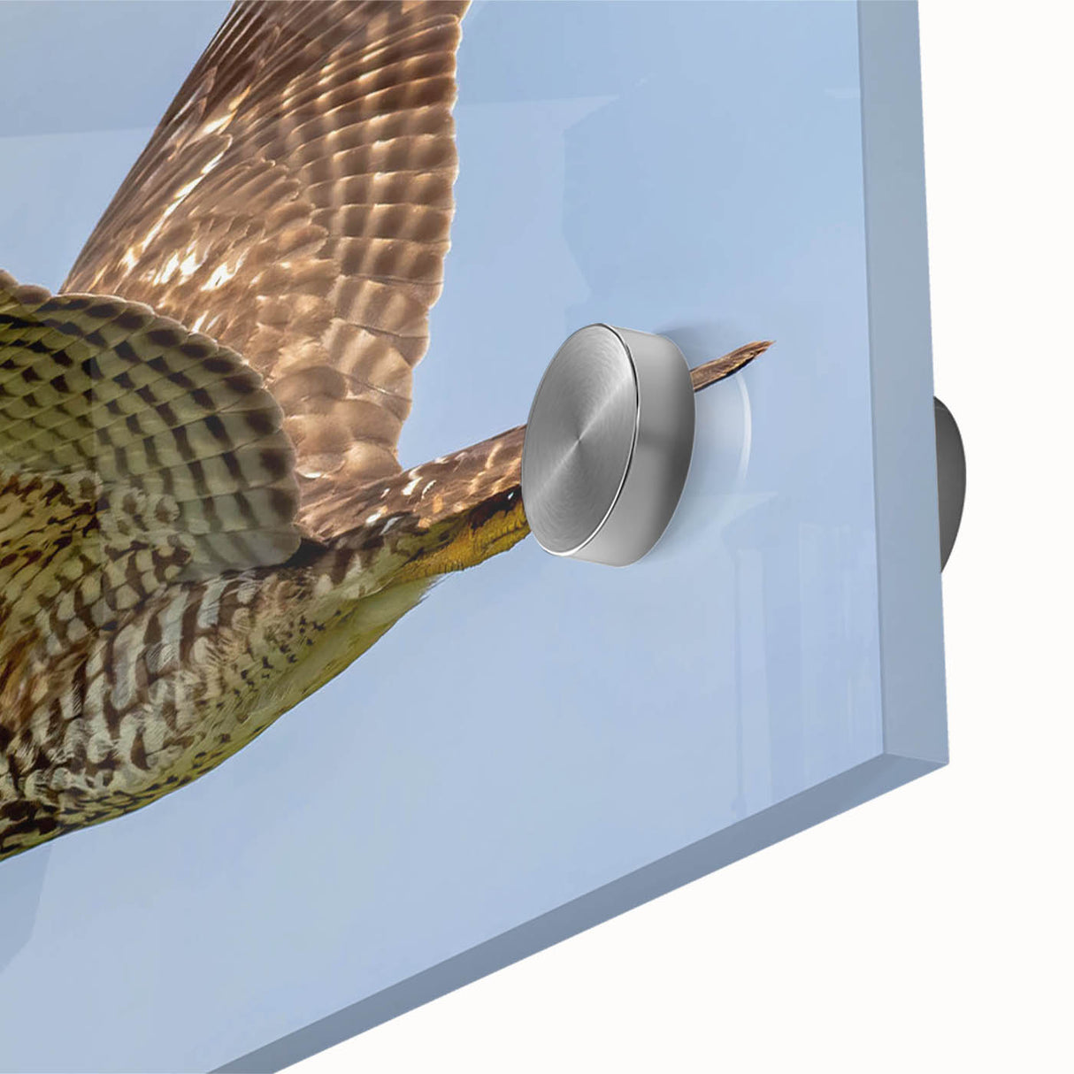 Close-up of a vibrant acrylic glass wall art piece showcasing a detailed design of various birds, perfect for modern home decor. The colorful artwork emphasizes intricate feather patterns and natural beauty, ideal for bird lovers and art enthusiasts alike.