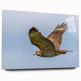 Acrylic glass wall art featuring a vibrant collection of bird designs, showcasing intricate details and bright colors, perfect for enhancing home decor.