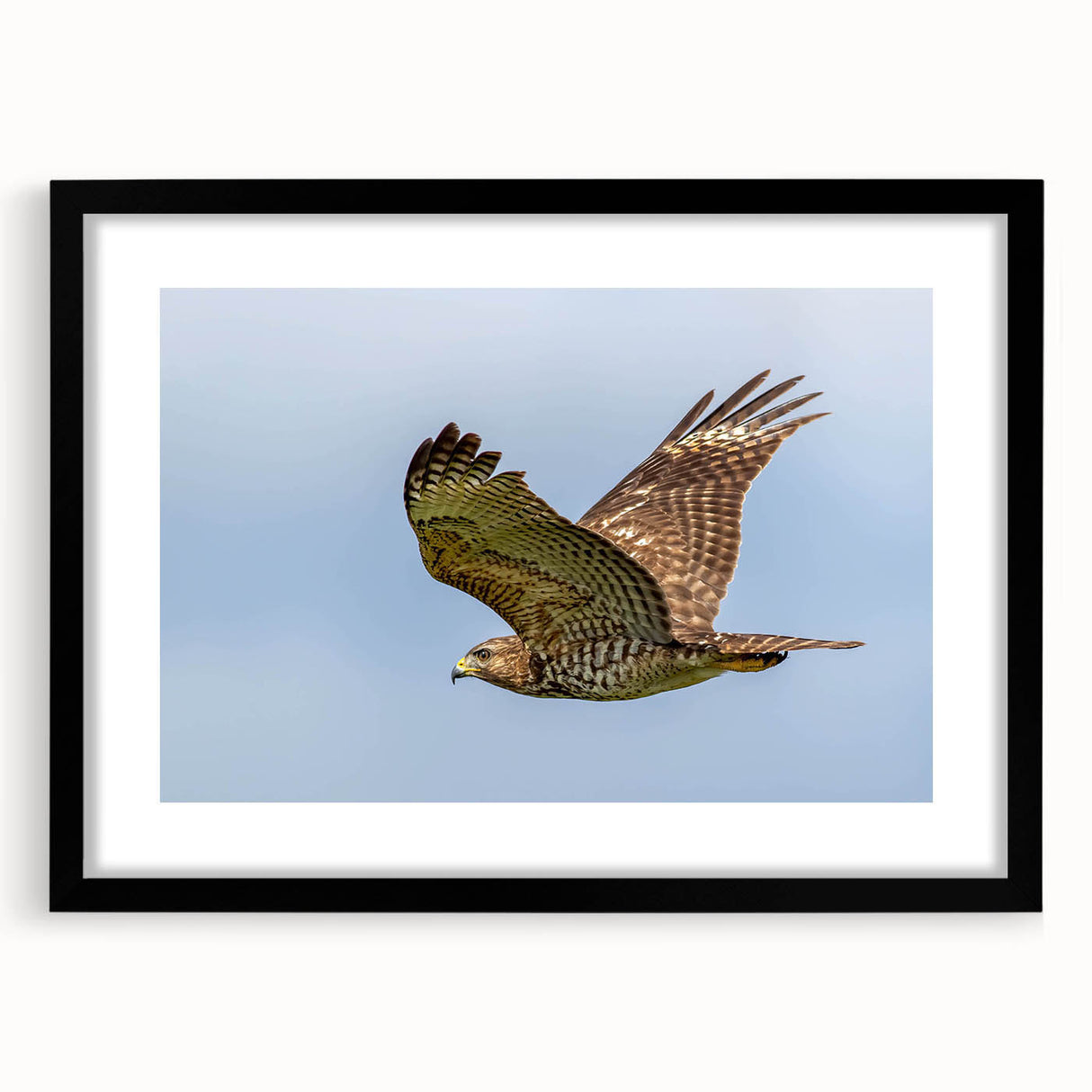 Framed wall art featuring a striking birds of prey design, displayed in a sleek black frame with a mat, ideal for enhancing modern home decor.