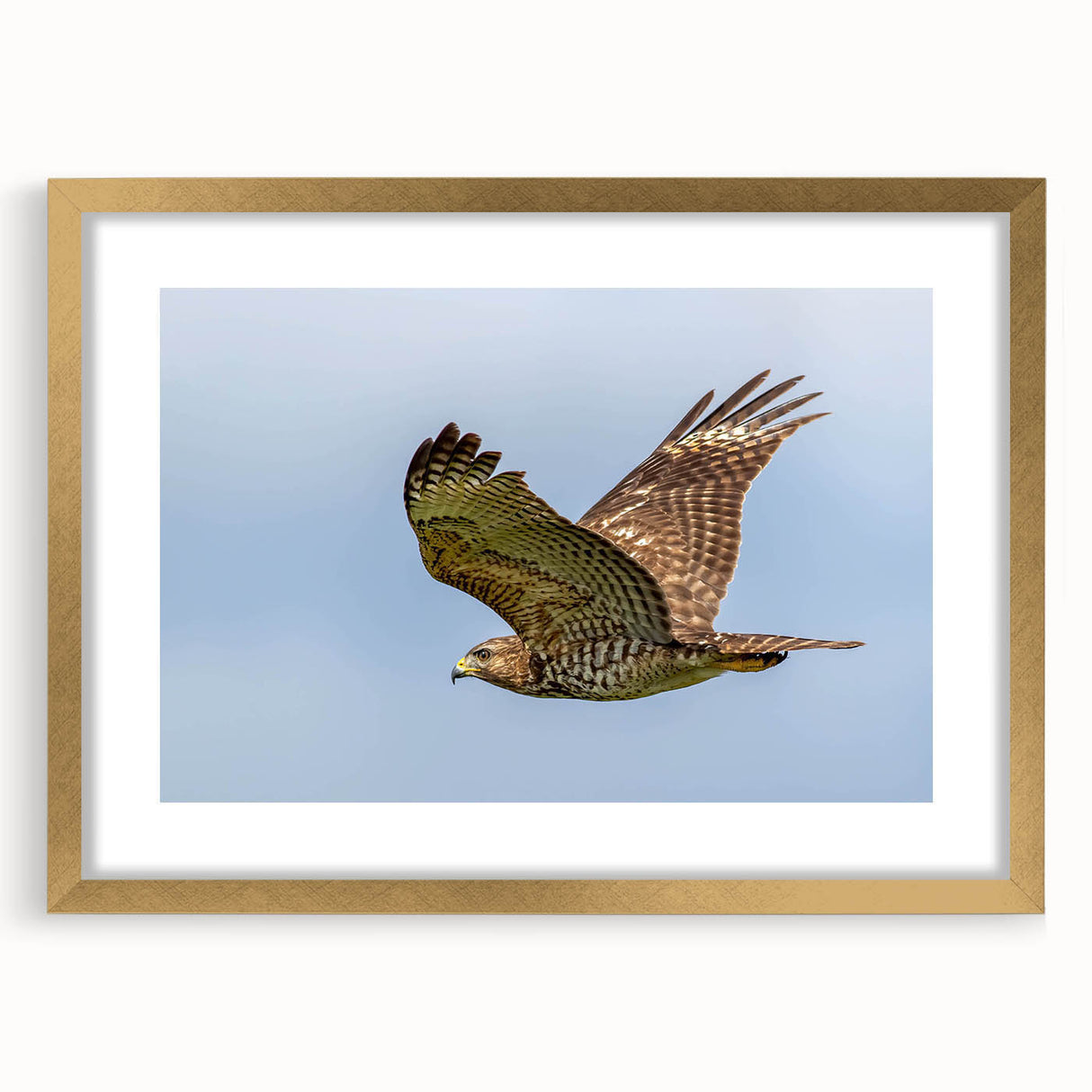 Gold-framed wall art featuring a collection of birds, showcasing intricate designs and vibrant colors, perfect for enhancing home decor with a nature theme.