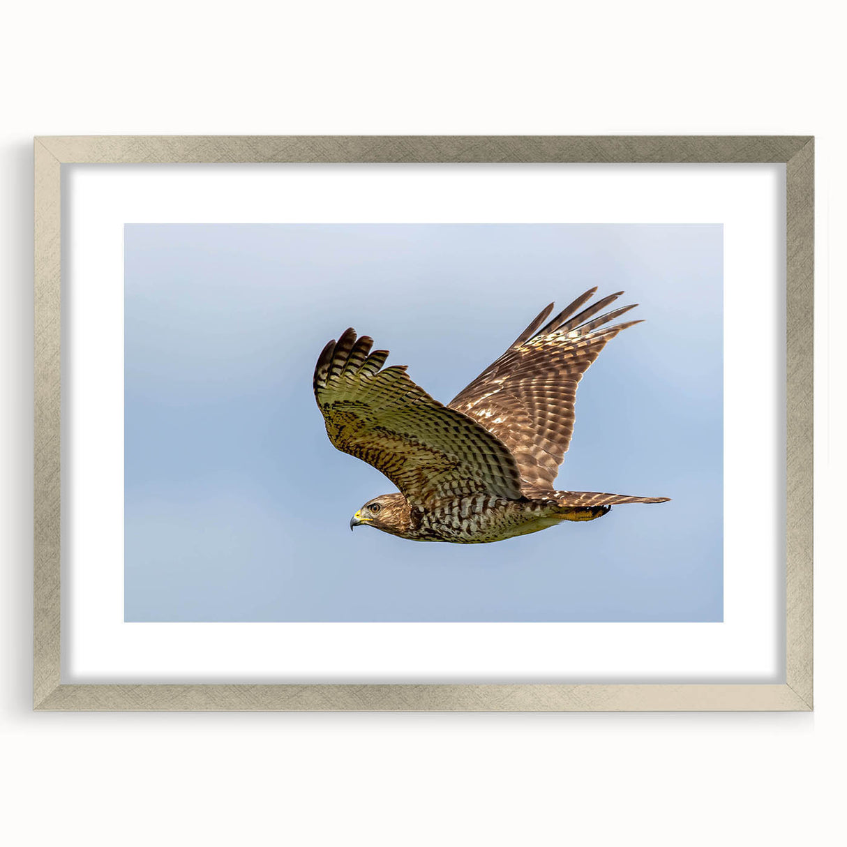 Framed wall art featuring a stunning collection of birds, elegantly displayed with a silver mat and frame, enhancing any modern decor. Ideal for bird lovers and art enthusiasts.