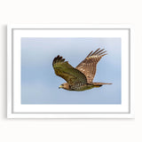 Framed wall art featuring a vibrant bird design, showcasing intricate details and bold colors, set in a sleek white frame with a mat, ideal for modern decor.