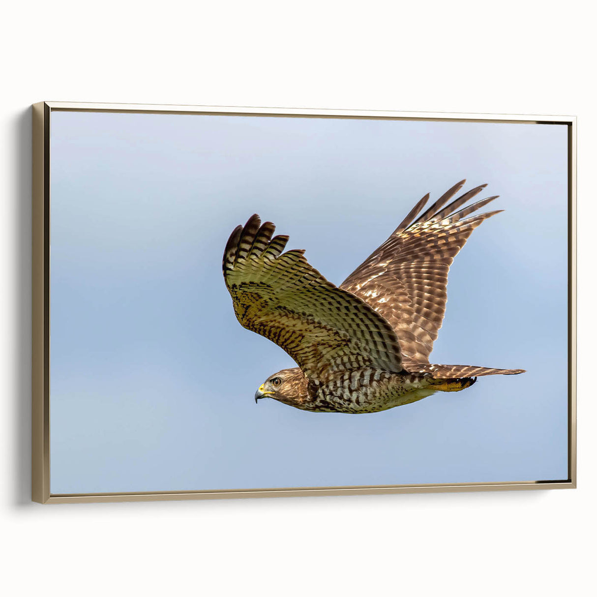 Framed wall art showcasing a stylish bird-of-prey design in gold, set against a sleek canvas background, perfect for modern home decor. Ideal for bird enthusiasts and art lovers.