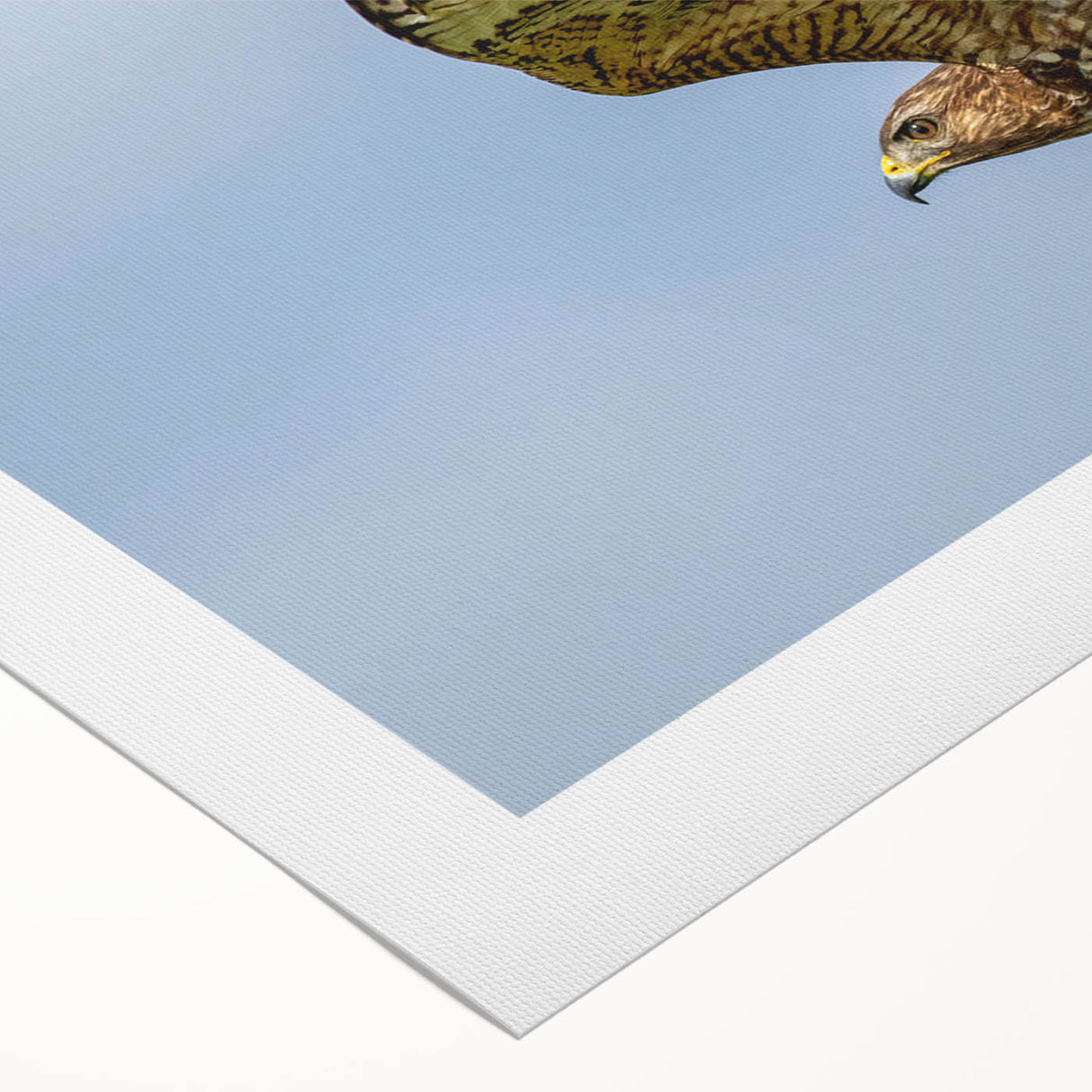 Colorful rolled canvas wall art featuring a vibrant design of birds in flight, perfect for enhancing modern home decor. Ideal for nature lovers and art enthusiasts.