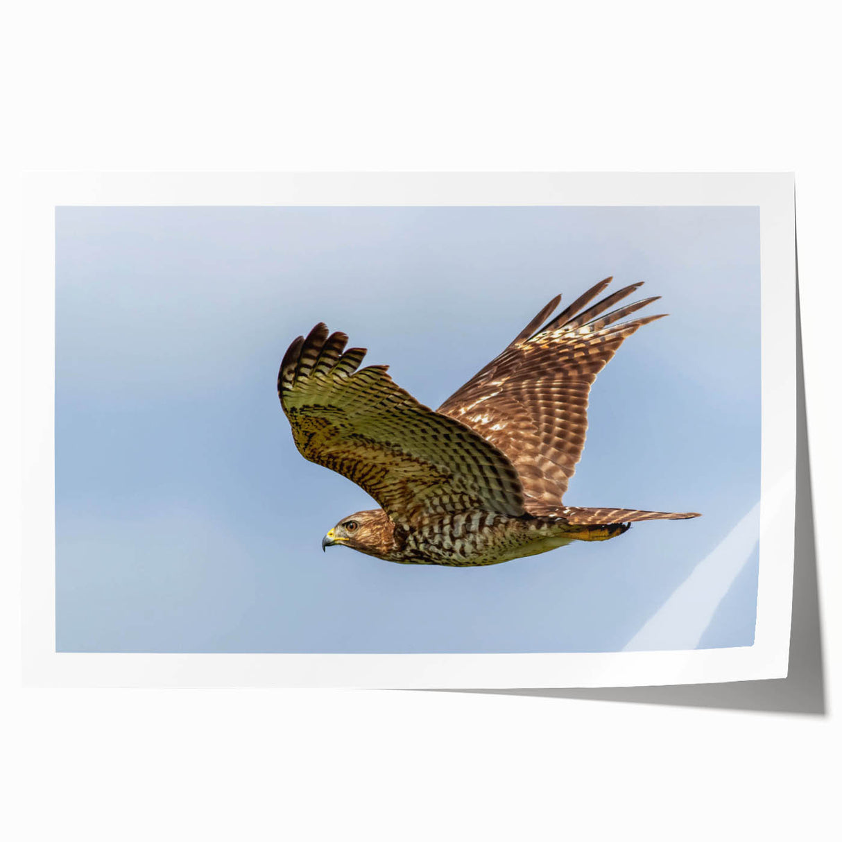 Colorful rolled print of birds in flight, part of the Birds of Pray design collection. Ideal for modern home decor, showcasing vibrant hues and artistic details.