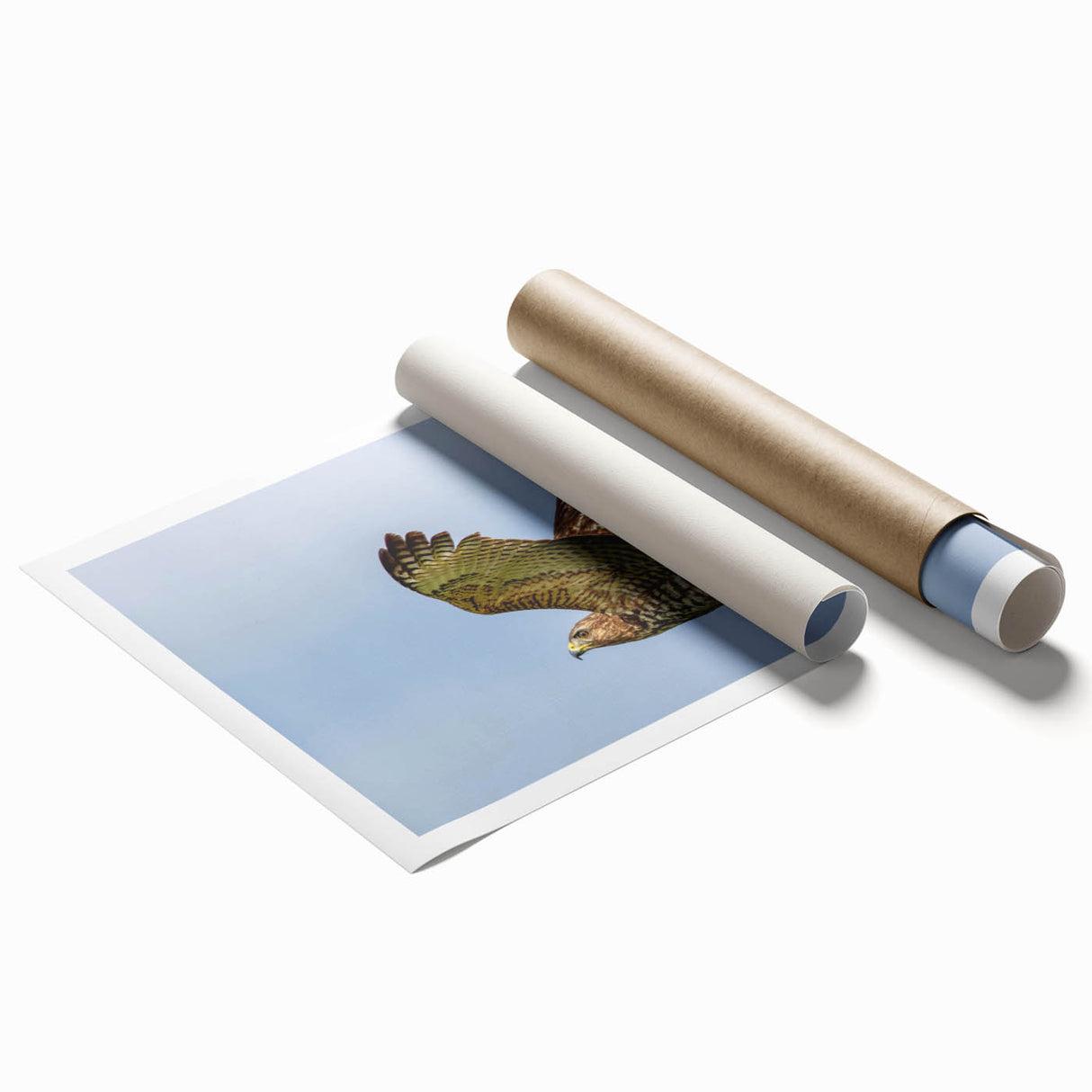 Colorful rolled print showcasing a collection of bird-themed wall art, featuring intricate designs and vibrant hues, ideal for home decor.