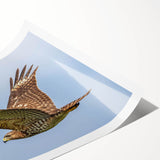 Colorful rolled print of a birds of prey wall art collection, showcasing intricate illustrations of various raptors, ideal for nature enthusiasts and home decor.