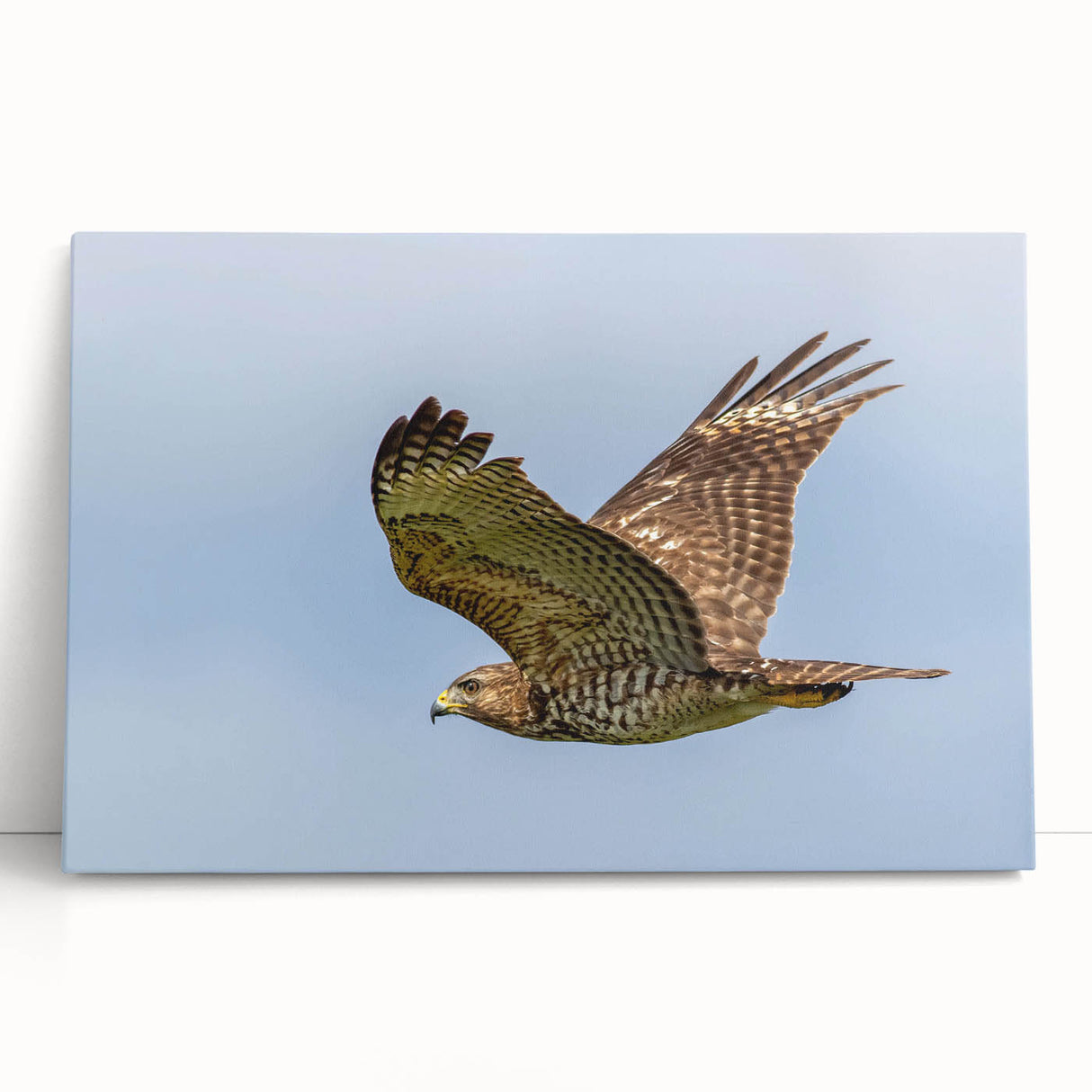 Colorful stretched canvas wall art showcasing a vibrant birds of prey design, featuring intricate details and a modern aesthetic, perfect for home decor.