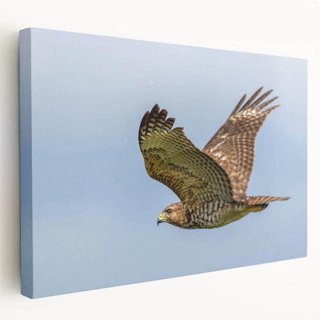 Stretched canvas wall art showcasing a vibrant birds of prey design, featuring intricate details and rich colors, perfect for nature enthusiasts and home decor.