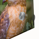 Close-up of a vibrant acrylic wall art piece showcasing a stunning bird of prey design with intricate details and vivid colors, ideal for wildlife enthusiasts and modern decor.