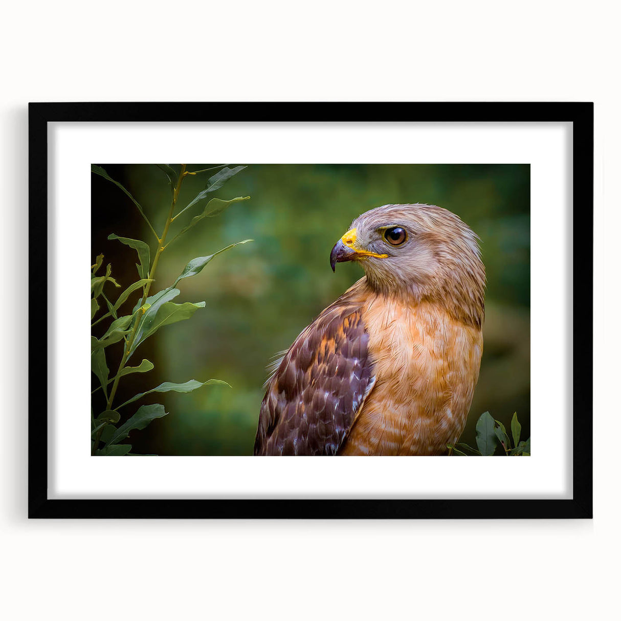 Framed wall art featuring a vibrant birds of prey design with a black mat, showcased in a sleek black frame, perfect for nature enthusiasts and modern decor.