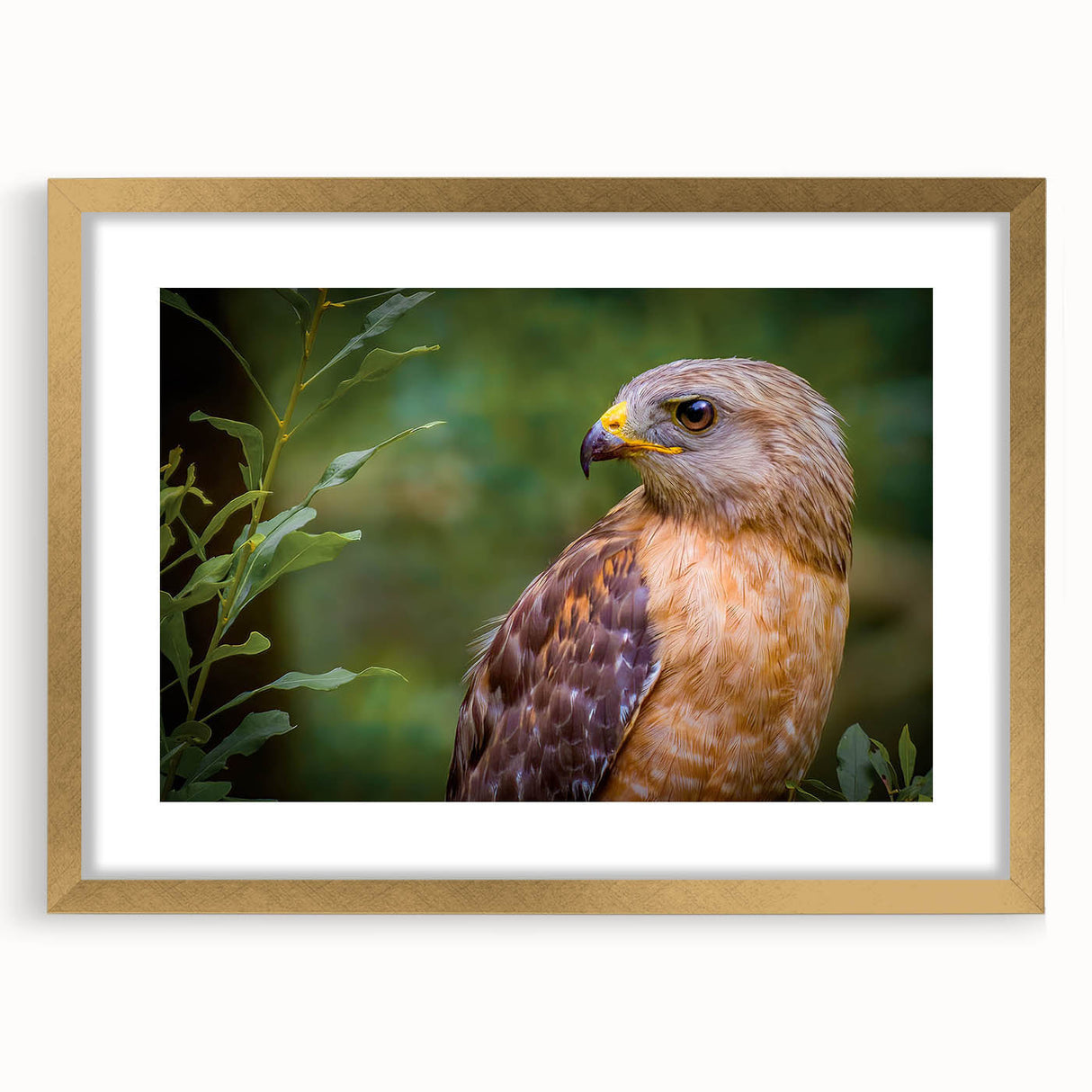 Gold-framed wall art featuring a striking birds of prey design, elegantly matted, showcasing intricate details and vibrant colors, perfect for wildlife enthusiasts.