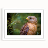 Framed wall art collection featuring a serene birds of prey design, with a white mat and sleek frame, perfect for elevating home decor with a touch of nature.