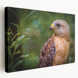 Stretched canvas wall art showcasing a vibrant birds of prey design, featuring intricate details and rich colors, perfect for home decor enhancement.