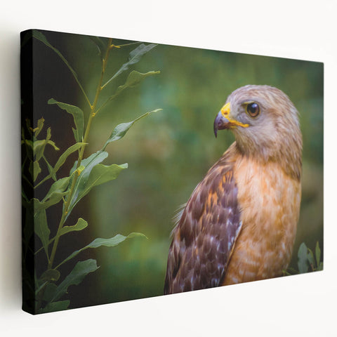 Stretched canvas wall art showcasing a vibrant birds of prey design, featuring intricate details and rich colors, perfect for home decor enhancement.