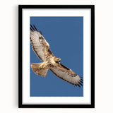 Framed wall art featuring a striking design of birds of prey in a black frame with a mat, showcasing intricate details and vibrant colors, perfect for home decor.