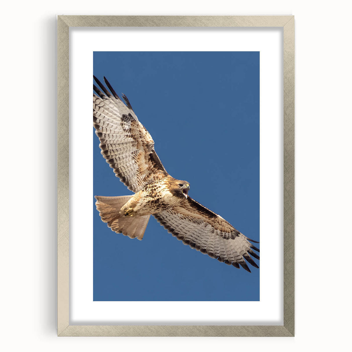 Framed wall art featuring a stunning bird design, presented in a sleek silver frame with a mat, perfect for home décor and nature enthusiasts.