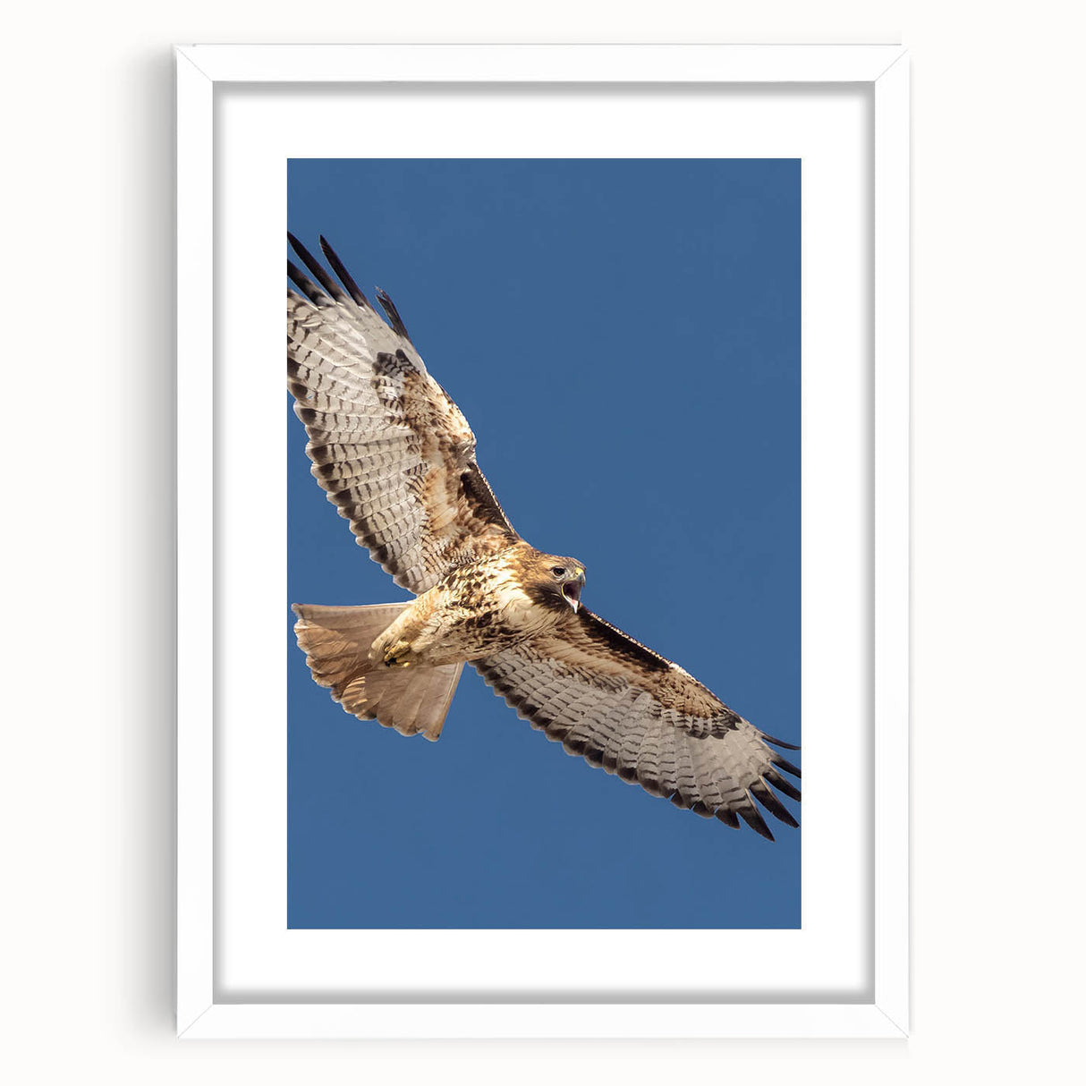 Framed wall art of a bird design titled "Birds of Pray," featuring intricate illustrations in soft colors, displayed in a white frame with a mat. Perfect for nature-inspired decor.