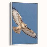 Framed canvas wall art featuring a vibrant birds of prey design, showcasing detailed illustrations in rich colors against a white background, perfect for home decor.