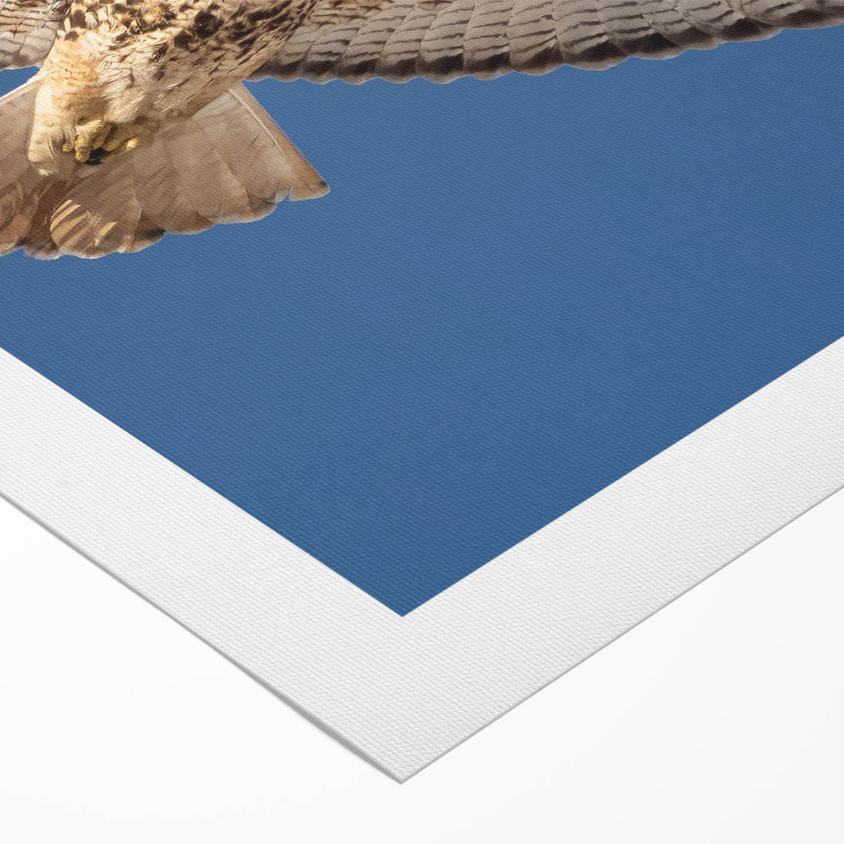 Colorful birds of prey design on rolled canvas wall art, showcasing intricate details and vibrant colors, ideal for enhancing home decor and art collections.
