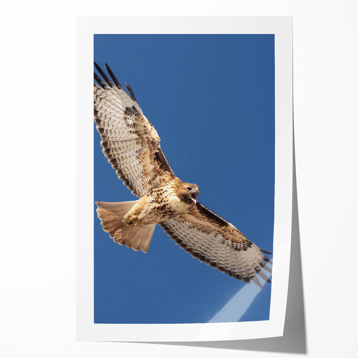 Vibrant rolled print showcasing a stunning collection of birds in a colorful, artistic design, perfect for home decor or nature-themed spaces.
