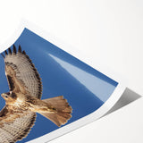 Vibrant rolled print of a bird-themed wall art design featuring colorful feathers and intricate details, perfect for adding a lively touch to any decor.