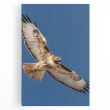 Stretched canvas wall art showcasing a vibrant birds of prey design, featuring intricate details and rich colors, perfect for nature enthusiasts and home decor.