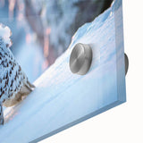 Close-up of a vibrant acrylic glass wall art piece from the Birds of Pray collection, showcasing colorful bird designs against a textured background, ideal for modern home decor.